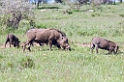 Common Warthog